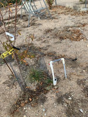 Tree Support (fruit)