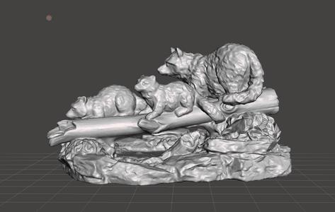 raccoons woodland  scene