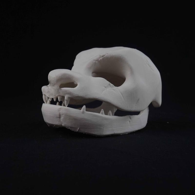 Blastoise Pokéskull - Pokemon