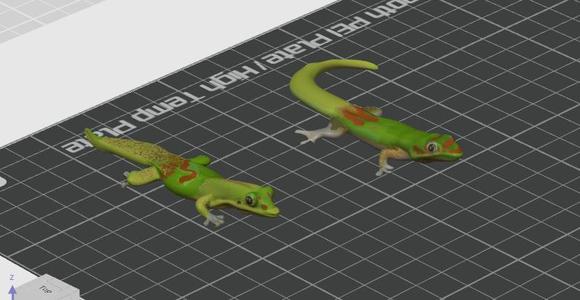 2 GECKOS GOLD DUST DAY