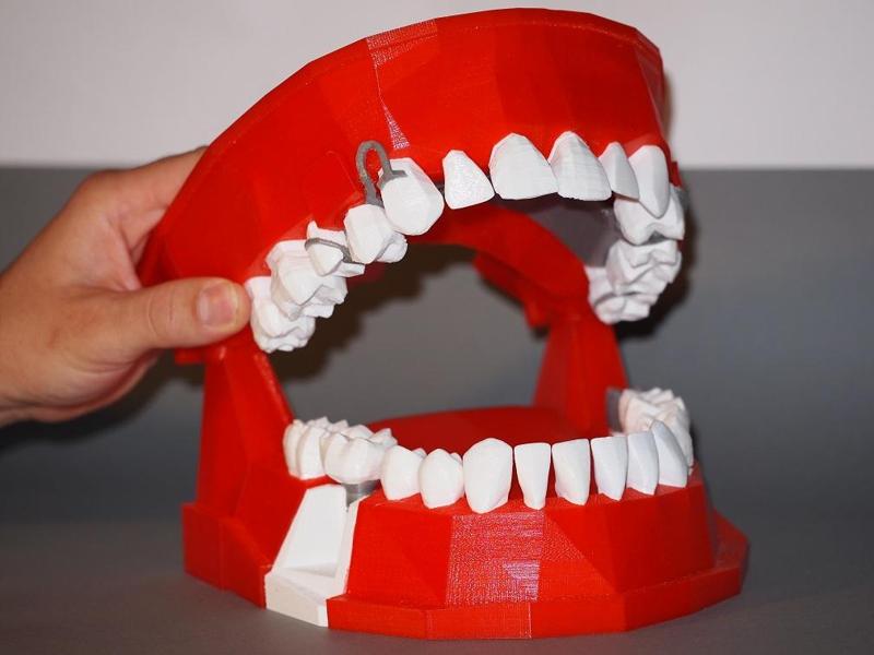 Dental Demonstration Model / Modèle de démonstration dentaire
