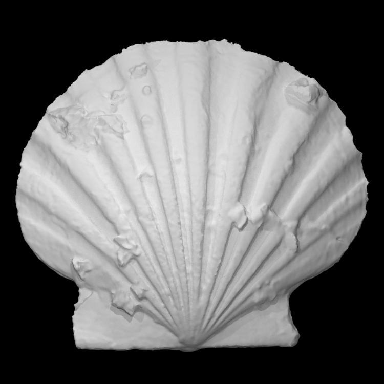 Chesapecten jeffersonius