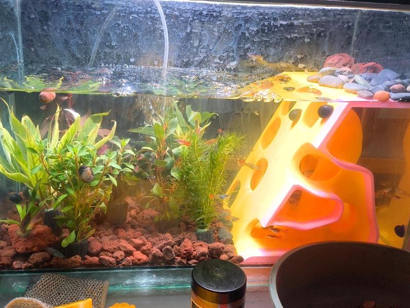 Fish Tank Turtle Tank Hideaway