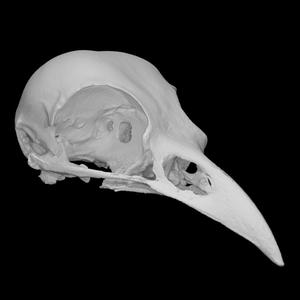 American Crow Skull