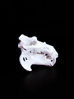 Hippopotamus Skull