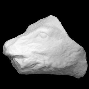 Head of a boar