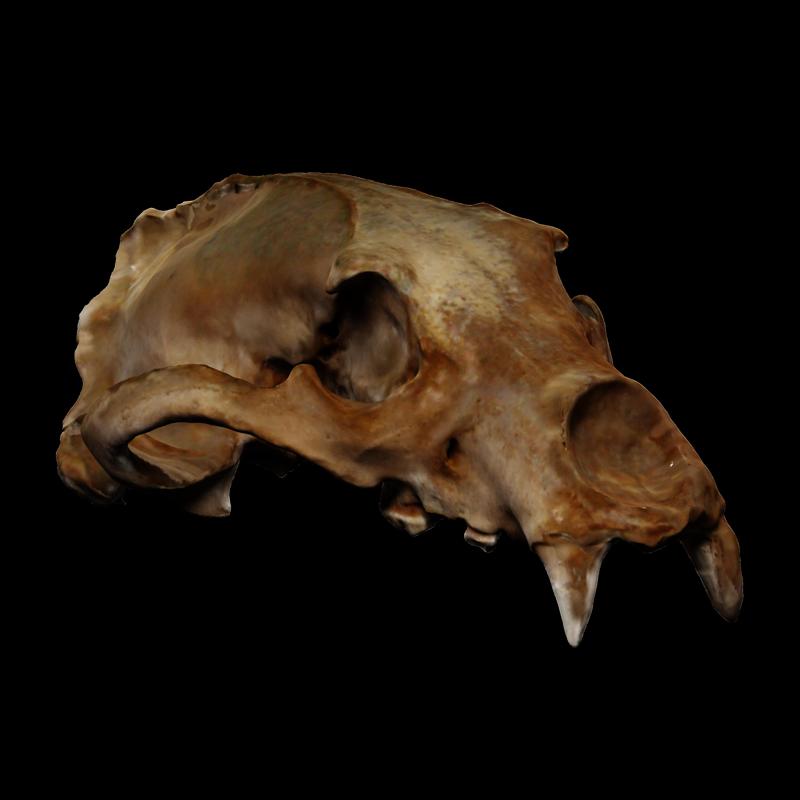 Skull of a brown bear