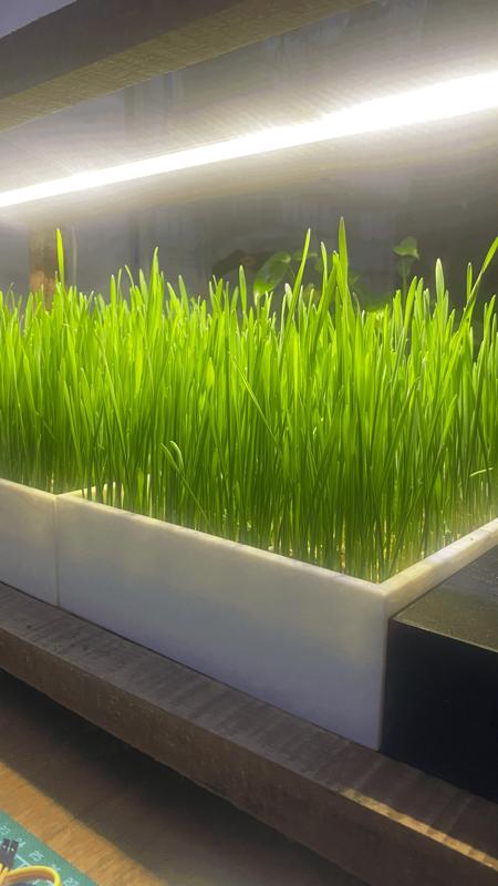 Simple Box for Indoor Microgreens   