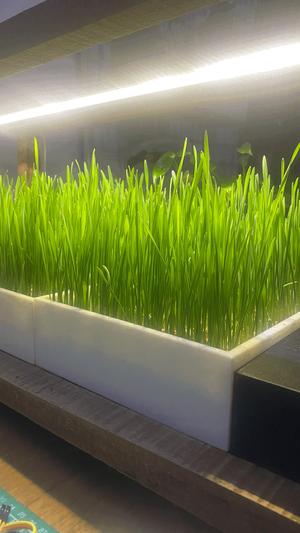 Simple Box for Indoor Microgreens   