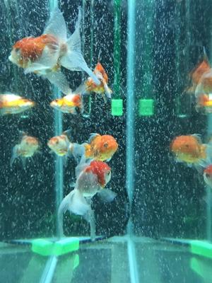 Eheim intake replacement and extension