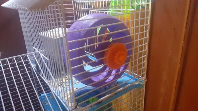 Hamster Wheel Bearing