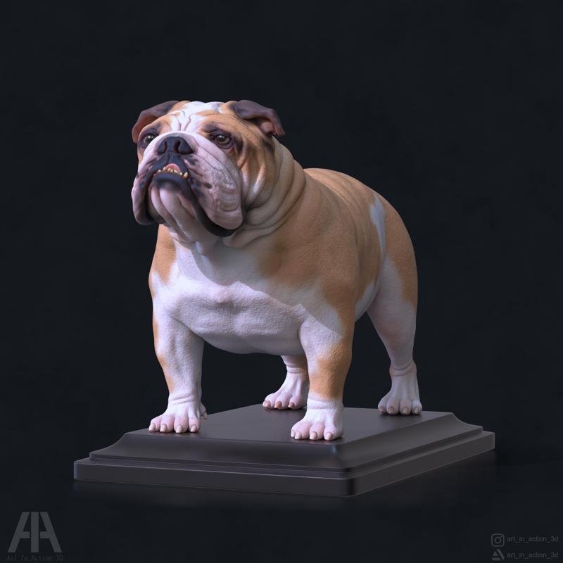 English Bulldog