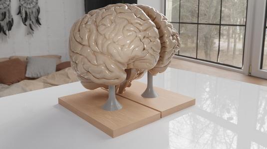 Brain for human anatomy study, Split hemispheres + support.