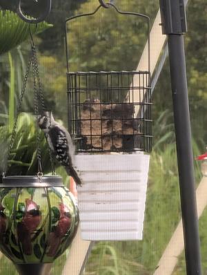 Extended Hooks for Suet Feeder Tail Prop