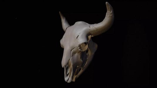 Bison Skull 3D Model  High Resolution for Print or Study
