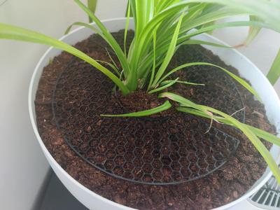 Flower pot protection against cat