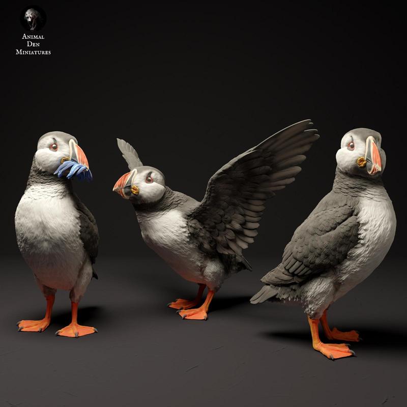 Atlantic Puffins