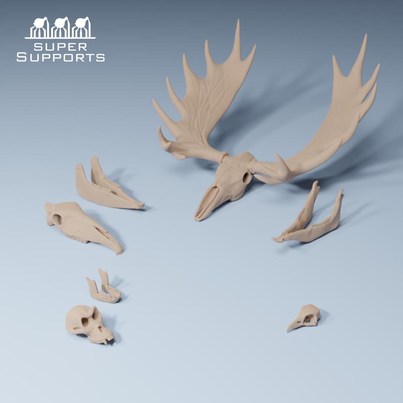 Animal skulls group 4