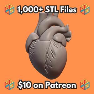 Education Model Human Heart Anatomical Structure for Medical Study MineeForm FDM 3D Print STL File