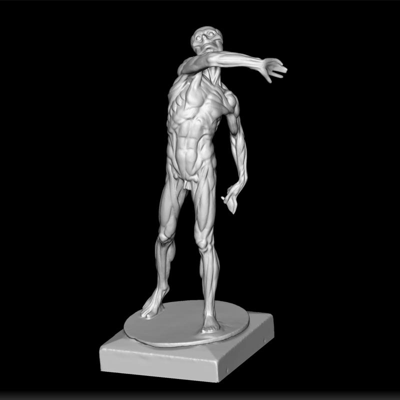 Anatomical Figure Model - Human Anatomy Sculpture - Anatomical 3D Print - Body Structure STL - Anatomical Figure Design