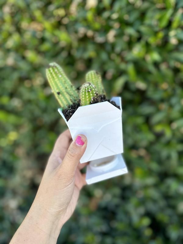 Chinese Takeout Planter Box - Twist Drip Tray