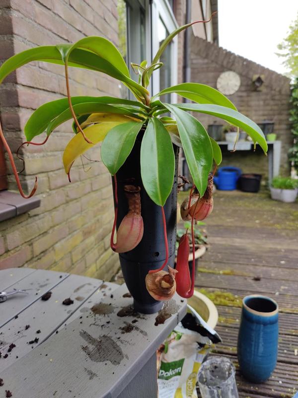 Self Watering Plantpot insert