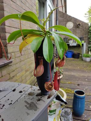 Self Watering Plantpot insert