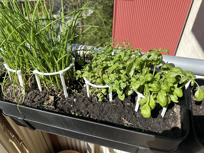 Plant support - split ring