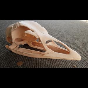 Domestic Turkey Skull