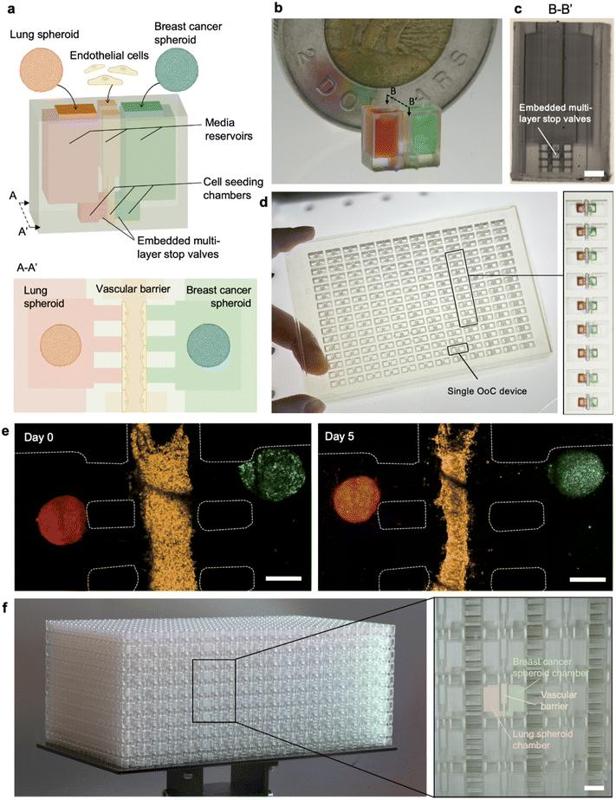 3D-printed organ-on-a-chip device