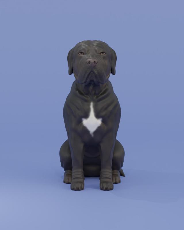 Sitting dog Cane corso - Italian Mastiff