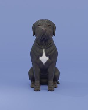Sitting dog Cane corso - Italian Mastiff
