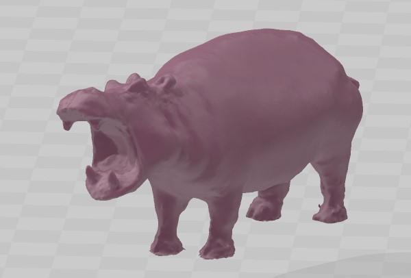 hippopotamus