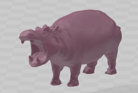 hippopotamus