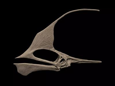 Tupandactylus Skull