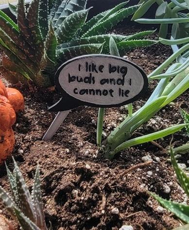 Plant Speech Balloon - I like Big Buds and I cannot lie!