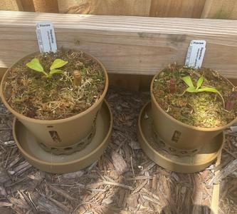 Hanging Pot with Drainage Tray