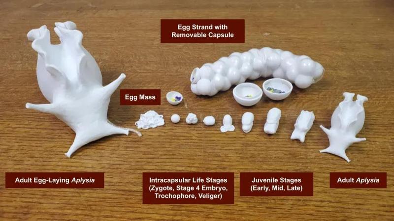 California Sea Hare (Aplysia californica) Educational Outreach Package   