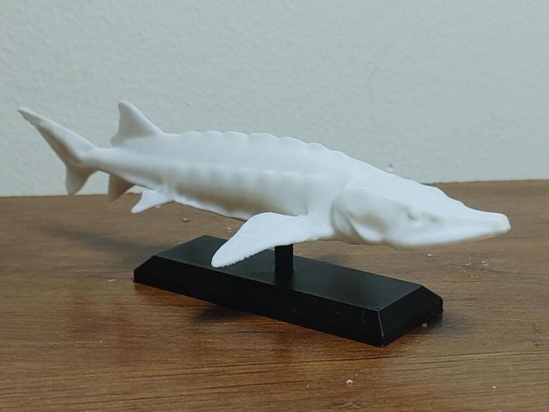 Sturgeon Fish Mount 2