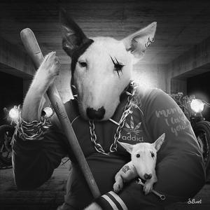 Box / Litho Bull terrier