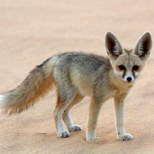 Desert Fox