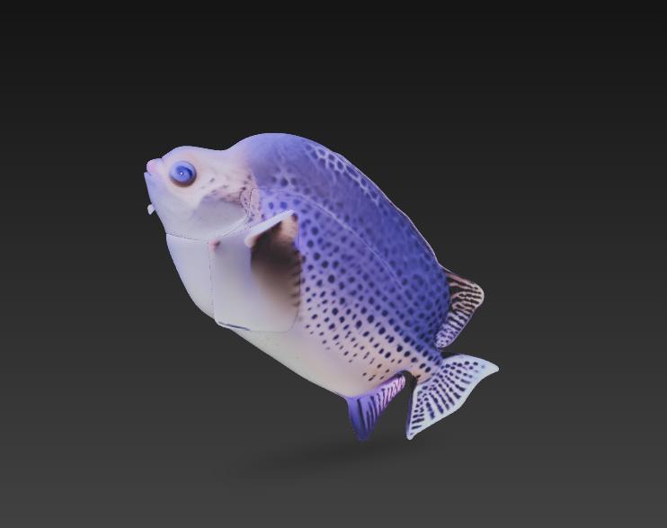 Scatophagus argus fish pez pescado
