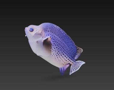 Scatophagus argus fish pez pescado
