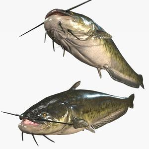 Download Catfish Fish River water Rigged game ready 3D Model