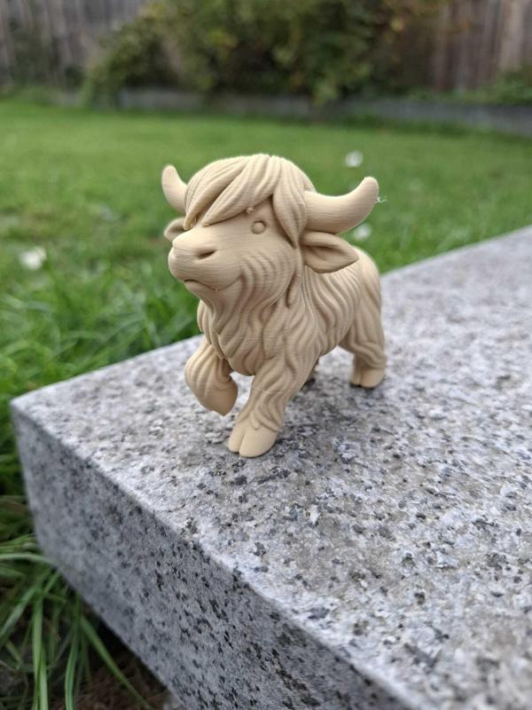 Walking Highland Cow