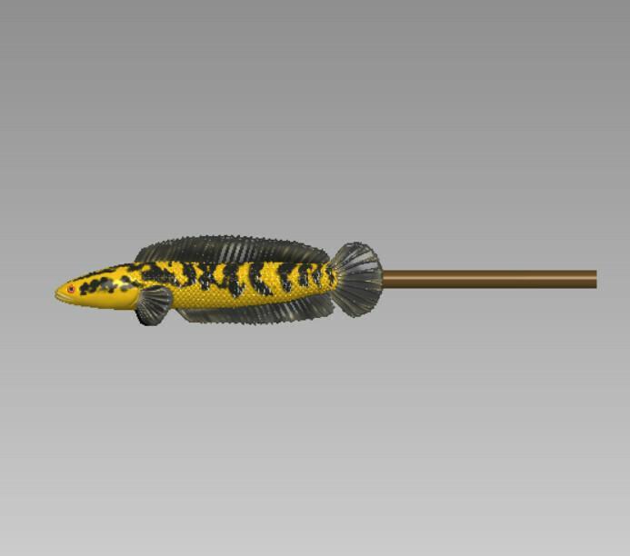 Channa Barca fish - Snake head fish with chopsticks