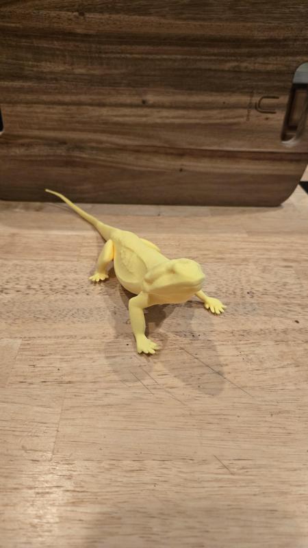 Bearded Dragon Real looking