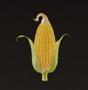 Sweet Corn