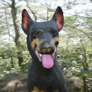 Beauceron