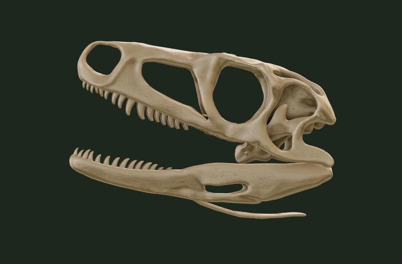 Euparkeria skull